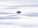 梦见在雪地里走，是你"情绪冻住了"