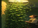 梦见自己养的植物，一直在长高却从不开花