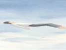 梦见自己在空中漂浮，是心里没着落