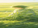 梦见自己变成了植物，安安静静地晒太阳——不是逃避，是你在“充电”