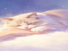 梦见猫，不是招财，是你身边有个“像猫的人”
